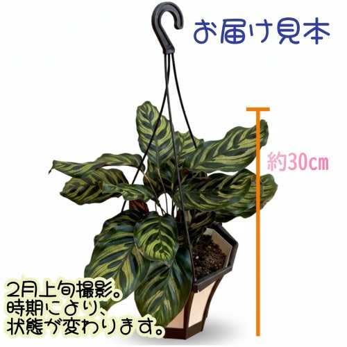Amazon｜カラテア マコヤナ 5号吊り鉢（直径15cm） ハンギング 観葉